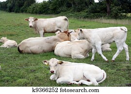 Cows Cows