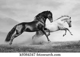 horses run horses run