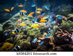 recife coral, e, fishes.