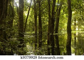 Amazon Rainforest Swamp Amazon Rainforest Swamp