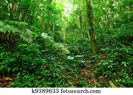 Tropical Rainforest Landscape Tropical Rainforest Landscape