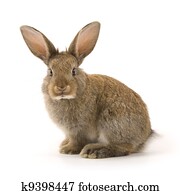 Adorable rabbit isolated on white Adorable rabbit isolated on white