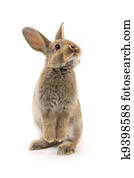 Adorable rabbit isolated on white Adorable rabbit isolated on white