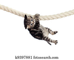 engraçado, bebê, gato, pendurar, corda