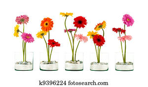 Gerbera flower row