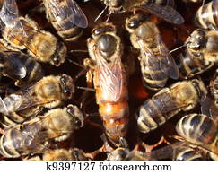 דבורה של מלכה