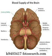 Blood supply of the brain, eps10 Blood supply of the brain, eps10