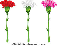 Carnations Images | Our Top 1000+ Carnations Stock Photos Page 2