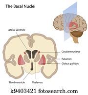 The basal nuclei of the brain The basal nuclei of the brain