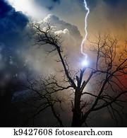 Tree struck by lightning Tree struck by lightning