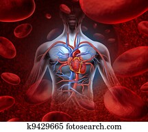 לב אנושי, דם, מערכת