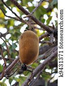 Baobab fruit