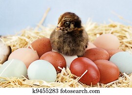 Araucana Chick and Eggs