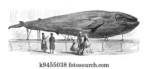 Blue Whale Blue Whale