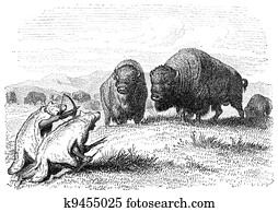 Buffalo Hunt Buffalo Hunt