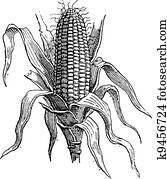 getreide, oder, zea, mays,, altmodisch, stich getreide, oder, zea, mays,, altmodisch, stich