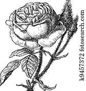 Moss Rose or Portulaca grandiflora, vintage engraving Moss Rose or Portulaca grandiflora, vintage engraving