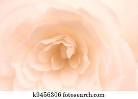 Soft Rose