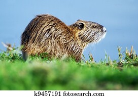 Wildlife Photos - Nutria Wildlife Photos - Nutria