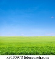 field of green grass over blue sky