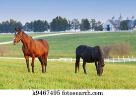 Horse Farm Horse Farm