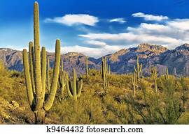 tucson, arizona, deserto, vista