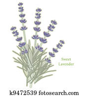 Sweet Lavender Herb Sweet Lavender Herb