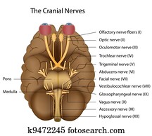 The 12 cranial nerves, eps8 The 12 cranial nerves, eps8