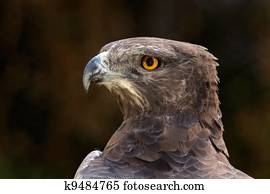 Martial eagle portrait