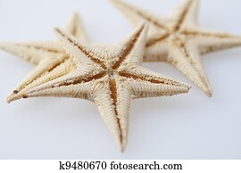 Starfish Starfish