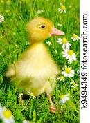 baby duck baby duck