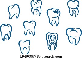 שיניים אנושיים, קבע