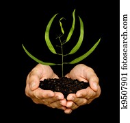 A sprout in hands as a symbol of nature protection