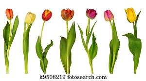 Colorful tulips Colorful tulips