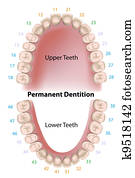 dental, notação, permanente, dentes