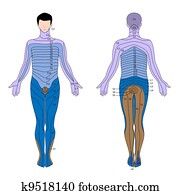 dermatome,, eps10 dermatome,, eps10