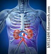 Human Kidneys With Skeleton Human Kidneys With Skeleton