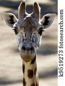 Wildlife and Animals - Giraffe Wildlife and Animals - Giraffe
