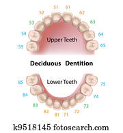 של השיניים, סימון, שיני חלב