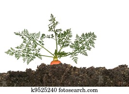 Carrot in soil