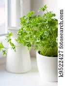 Green parsley (Petroselinum hortense) in a pot on a kitchen window Green parsley (Petroselinum hortense) in a pot on a kitchen window