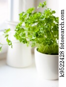 Green parsley (Petroselinum hortense) in a pot on a kitchen window Green parsley (Petroselinum hortense) in a pot on a kitchen window