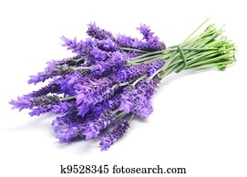 lavender