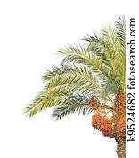 palm tree palm tree