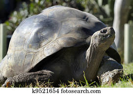 Wildlife and Animals - Galapagos Tortoises Wildlife and Animals - Galapagos Tortoises