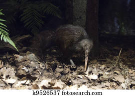 Wildlife and Animals - Kiwi Wildlife and Animals - Kiwi