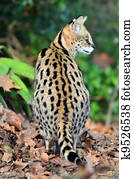 Wildlife and Animals - Serval Wildlife and Animals - Serval