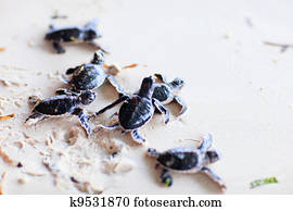 Baby green turtles Baby green turtles