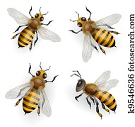 Honey bees Honey bees