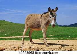 donkey donkey